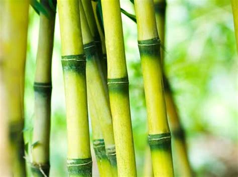 bamboo意思|bamboo中文，bamboo的意思，bamboo翻譯及用法